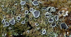 Physconia distorta