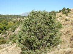 Juniperus oxycedrus
