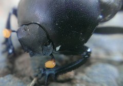 Paragymnopleurus planus