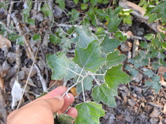 Populus × canescens