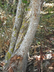 Populus × canescens