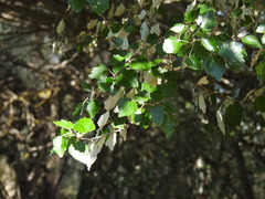 Populus × canescens