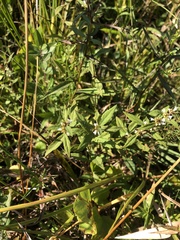 Lycopus angustifolius