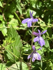 Lobelia puberula