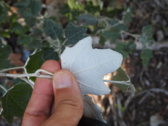 Populus × canescens