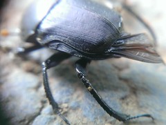 Paragymnopleurus planus