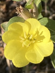 Oenothera villosa