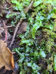 Pallavicinia lyellii