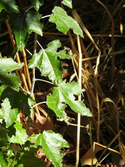 Populus × canescens