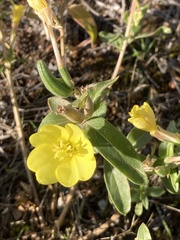 Oenothera villosa