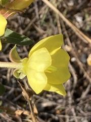 Oenothera villosa