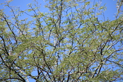 Vachellia constricta