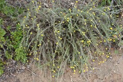 Pentzia