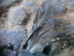 Paragymnopleurus planus