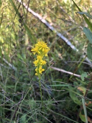 Solidago pulchra