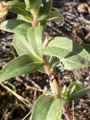 Oenothera villosa