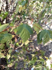 Physocarpus capitatus