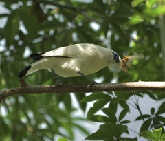 Leucopsar rothschildi