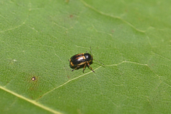 Cryptocephalus pygmaeus