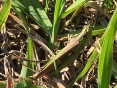 Aiolopus thalassinus