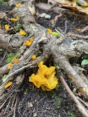 Dacrymyces chrysospermus