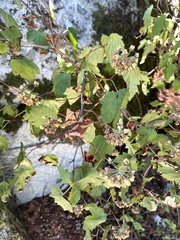 Physocarpus capitatus