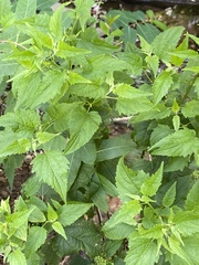 Eupatorieae