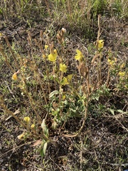Oenothera villosa