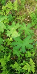 Geranium sylvaticum