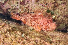 Scorpaena scrofa