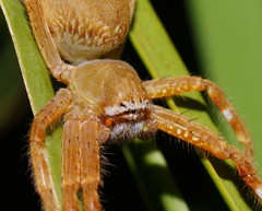 Neosparassus rutilus