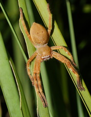 Neosparassus rutilus