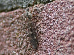 Tipula confusa