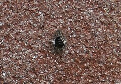 Exochomus quadripustulatus