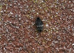 Chilocorus bipustulatus