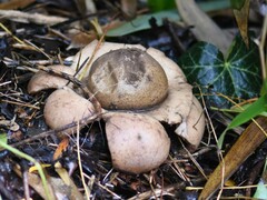 Geastrum triplex