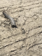 Phrynosoma blainvillii