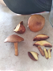 Chalciporus piperatus