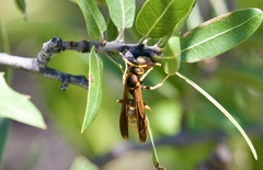 Polistes comanchus