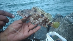 Epinephelus adscensionis