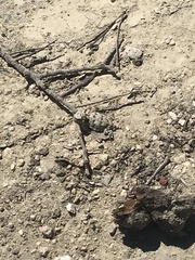 Phrynosoma blainvillii