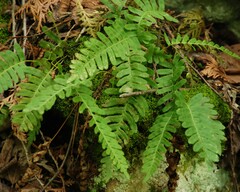 Polypodium virginianum