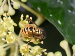 Vespula vulgaris