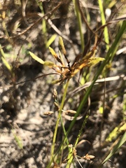 Cyperus flavescens