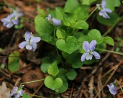 Viola
