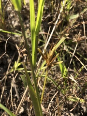 Cyperus flavescens