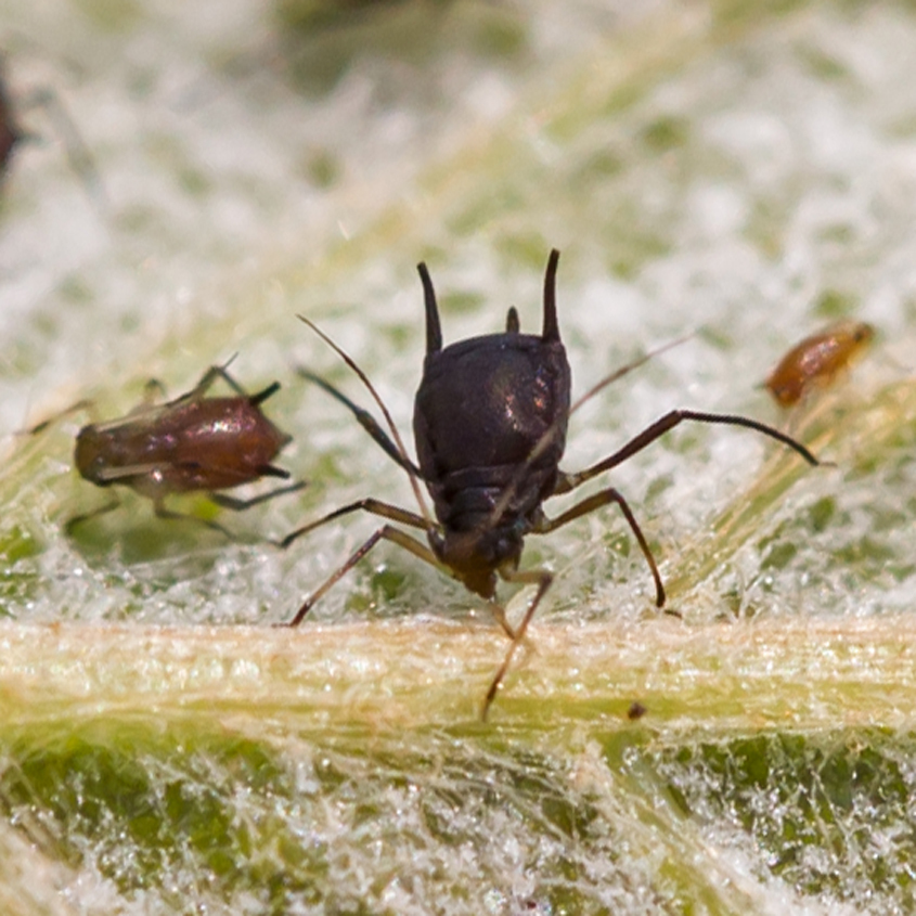 grapevine aphid