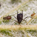 Grapevine Aphid - Photo (c) Bill Keim, some rights reserved (CC BY)