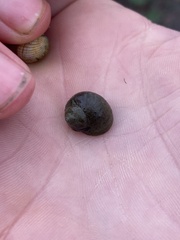 Littorina