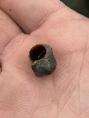 Littorina